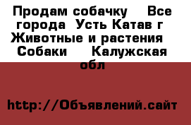 Продам собачку  - Все города, Усть-Катав г. Животные и растения » Собаки   . Калужская обл.